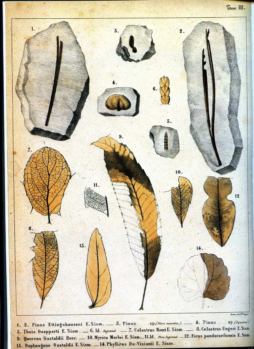 Foglia fossile da identificare